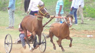 sangola ghodagadi | सांगोला जनरल horse race | हिंदकेसरी बेबीला भावपूर्ण श्रद्धांजली💐💐🥺