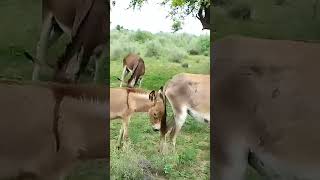 donkey is Happy #animals #pets #jungle #shorts