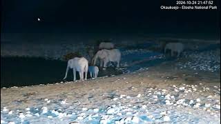 Collared elephant matriarch and herd at Okaukuejo Waterhole.