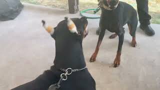 European vs Russian Doberman girls fight to see who is boss