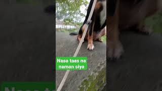 Nasa taas na naman ang beshy ko #dog #doglover #viral #youtubeshorts