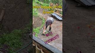 FARM ACTIVITIES || HOMESTEADING #permaculture #sustainability #dog #farming #coffee #fyp #shorts