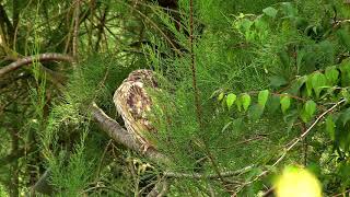 Waldohreule bei der Gefiederpflege.Long-eared owls during preening