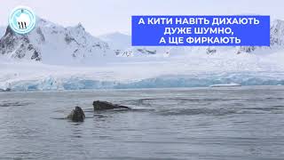 Почути Антарктиду: як "розмовляють" тварини на крижаному континенті?