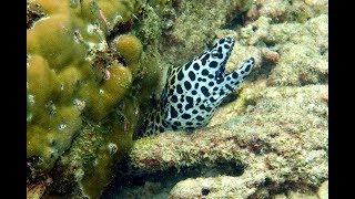 Seychelles - Diving Praslin - Red Point