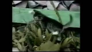 Battle of cats with a cactus, failures of cats  crying cat on the sidelines