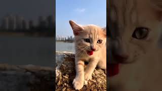 cat video ! cat voice ! cat sound ! cat meowing #shorts #short #youtubeshorts #tranding  #cat #cats