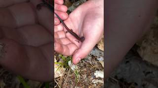 Lungless 4 toed salamander catch @MindlessBuilders  #catching #salamander #outdoors #love #nature