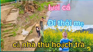 🌈326🌾Cả nhà thu hoạch trà, lưới cá ,Ông nội ơi con tới rồi