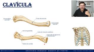 Clavícula - Esqueleto apendicular - Sistema esquelético - Anatomia direto ao ponto!