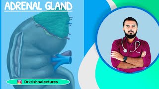 Adrenal gland- Part 2| USMLE