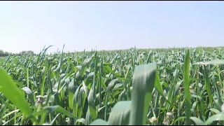 Farmer: President’s plan to fight inflation, hunger would be ‘experimental’ for central Illinois