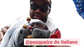 Pesqueiro do italiano/nunca falha ótima opção de pesca no engorda