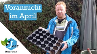 Aussaat im April | was man jetzt vorziehen kann