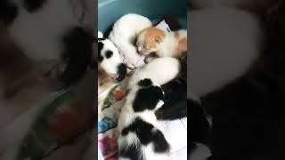 New born seven cute cats#saving#cats#cute#straycats