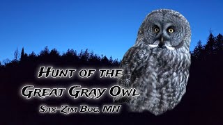 Hunt of the Great Gray Owl - Sax-Zim Bog, MN