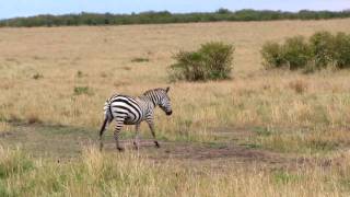 KENYA - Cebras masai