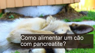 Como alimentar um CÃO com PANCREATITE?