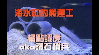 【藍箱水族】相當可愛的橘點蝦虎 aka 钻石哨兵！不折不扣的搬運工～