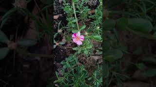 portulika #shorts #reels #shortfeed #youtubeshorts #shortvideo #viral #200videos