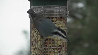 Red breasted Nuthatch Enjoy Some Peanuts And Music