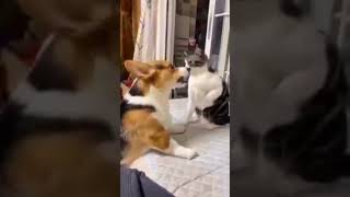 cat and dog fight | cat vs dog | Vadivelu version