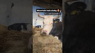 New Born Calf On The Farm!🤩 Baby Cow with Mum #farmlife #farmshorts #cowvideos #cattlefarm #farming