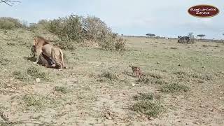 Bully the Male Lion Drags his Prey in Ol Kinyei Conservancy, Maasai Mara