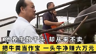 農村大叔養牛4000頭卻不賣，飼養幾乎零成本，僅靠牛糞成億萬富翁 #于途史紀 #古墓 #考古發現 #考古 #盜墓筆記