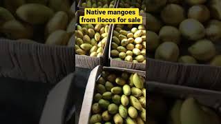 Native mango for sale! Ang tamis at ang bango