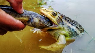 Survival skills | Hand Catching Frog in River Bank | New Frog 🐸 catching Technic | Frog Fishing HD .