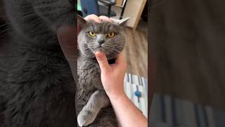 #43 Cute Cat videos 😻😻 #fails #funny #moments #reels