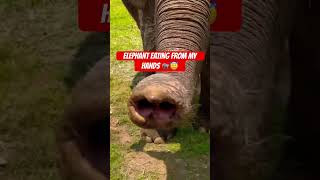 Amazing video of elephant up close❗️❗️❗️#shorts #trending #elephant #nature #wow #amazing #indonesia