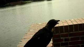 a crow try to speak with me/ Krähe versucht zu sprechen