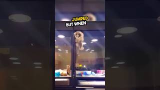 Kitten escapes for unexpected reason 🥺❤️ #shorts