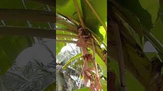 Banana plant grown in the home garden