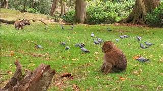 macaques at the Monkey Forest