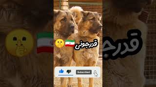 قدرتمند ترین سگ های دنیا پارت اول✌️🐕#shorts