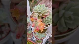 Beautiful Succulent Plants | 多肉植物 | 다육이들 | Suculentas