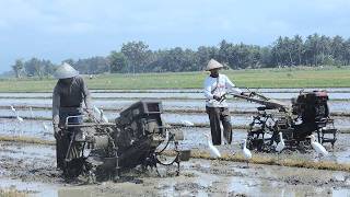 Farm Tractors Tilling Top Soil For Rice Plantation