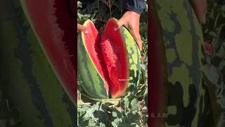 watermelon garden #watermelon #garden #shorts 🍉