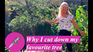 Why I Cut Down My Favourite Trees