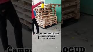 #shorts Basmi kutu hama pada palet kayu di gudang