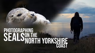 Photographing Seals: Wildlife Photography on the North Yorkshire Coast.