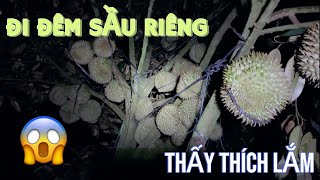 Hãy cùng mình thăm thú trái sầu riêng vào ban đêm. Cảm giác hưng phấn lắm #durian #saurieng #farming