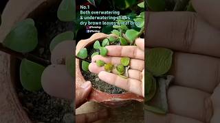 5 Major Seasons Mini Jade Plant Drop Leaves - Jade Plant Leaf Drop Problem