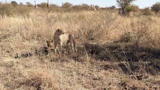 Cheetahs at Madikwe Safari, South Africa - Video 1