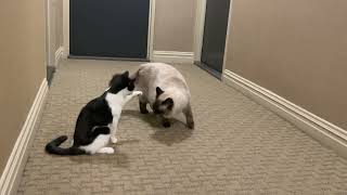 Kitten fights with Adult Cat