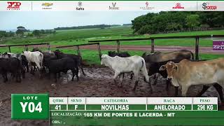 LOTE Y04