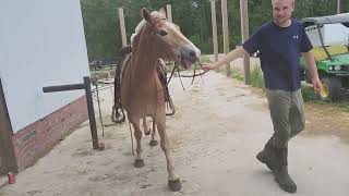 Registered Haflinger Mare